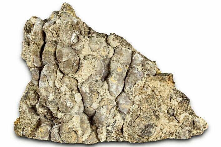 Free-Standing Fossil Stromatolite (Chlorellopsis?) - Wyoming #325741